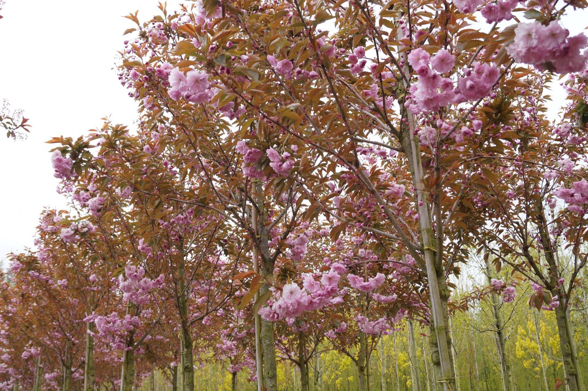 Prunus serrulata Kanzan_09